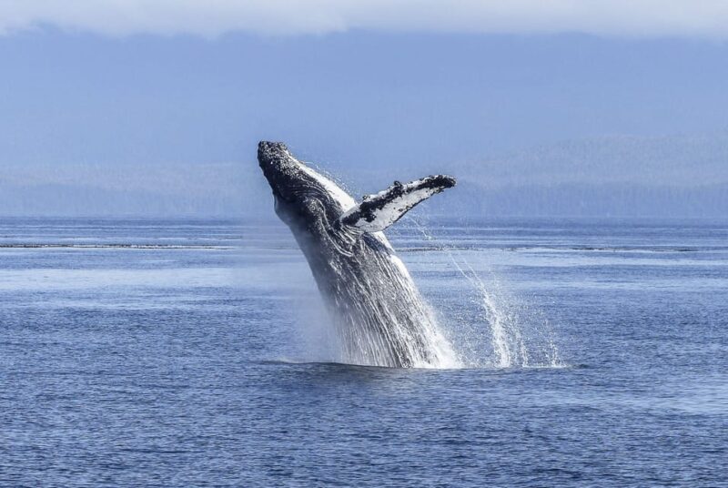 Los Cabos: Whale Watching Cruise With Open Bar - Itinerary Details