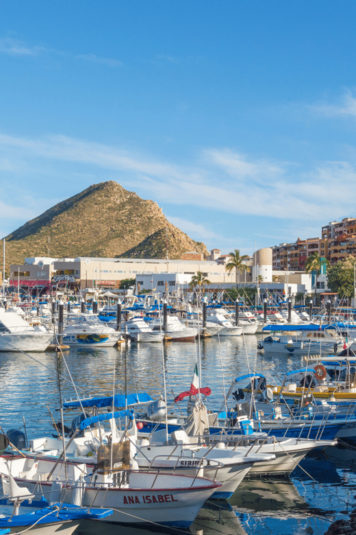 Los Cabos: Whale Watching Cruise With Open Bar - Meeting Point and Accessibility