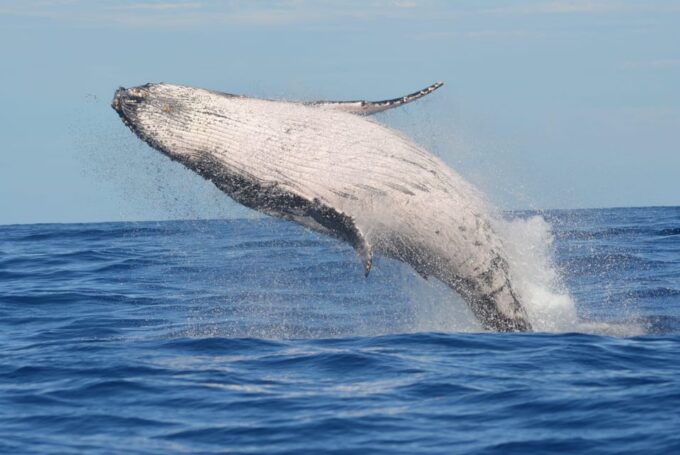 Los Cabos: Whale Watching Cruise With Open Bar - Whale Watching Experience