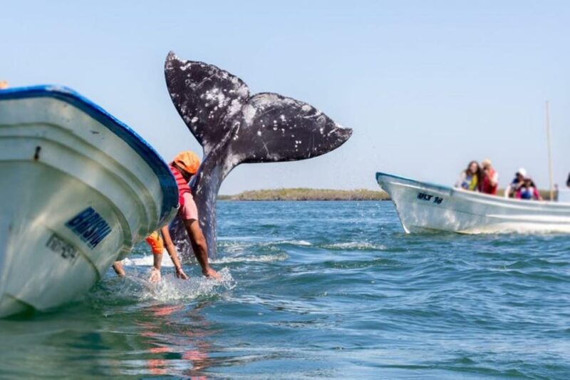 Los Cabos: Whale Watching Experience - Key Points