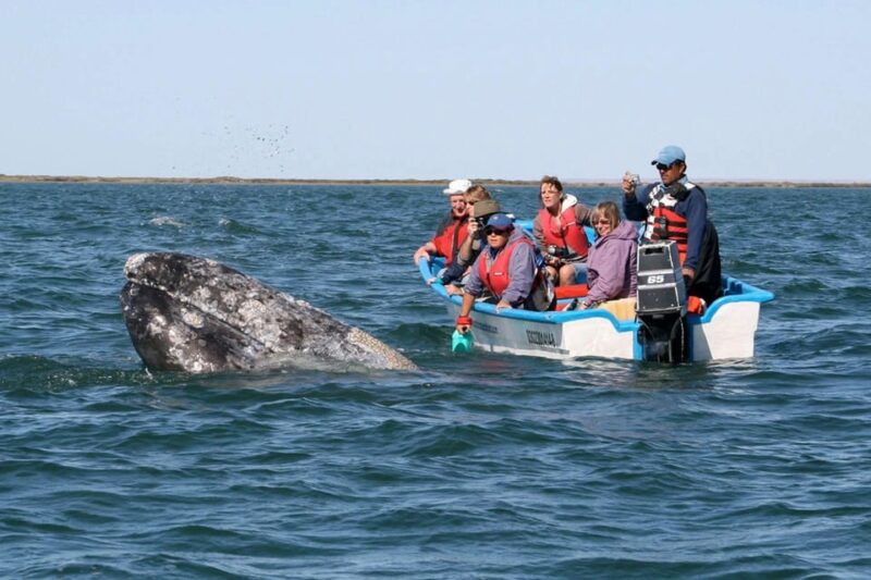 Los Cabos: Whale Watching Experience - Immersive Nature Experience