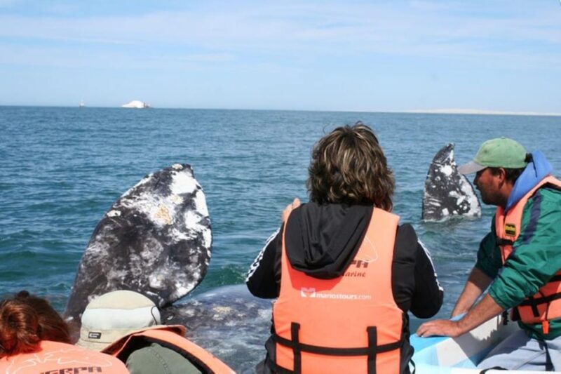 Los Cabos: Whale Watching Experience - Majestic Whale Encounters