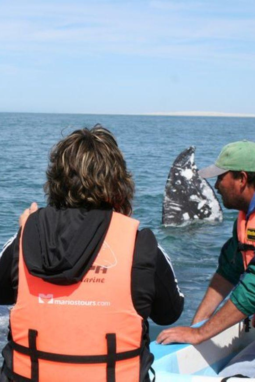 Los Cabos: Whale Watching Experience - Transportation and Logistics