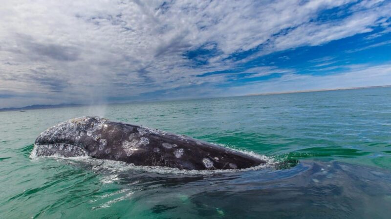 Los Cabos: Whale Watching Experience - Frequently Asked Questions