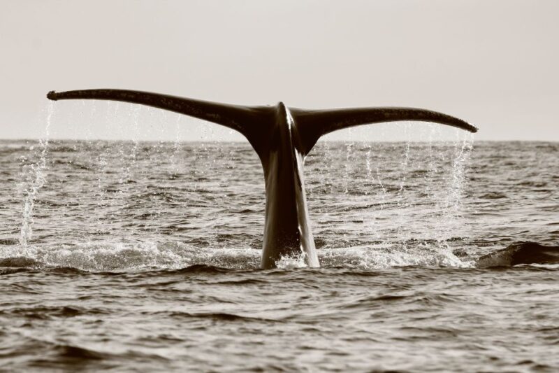 Los Cabos: Whale Watching (Transport and Pictures Included) - Itinerary and Highlights