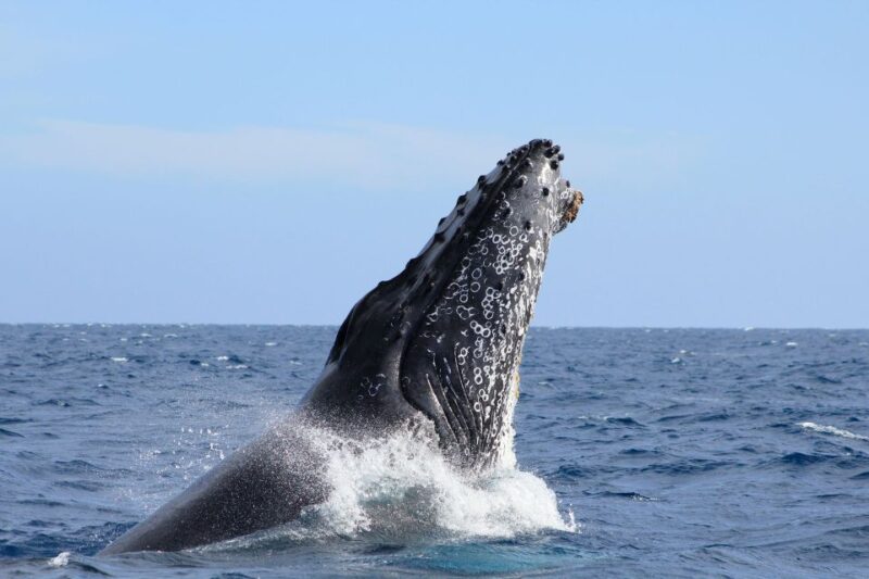 Los Cabos: Whale Watching (Transport and Pictures Included) - Transportation and Accessibility