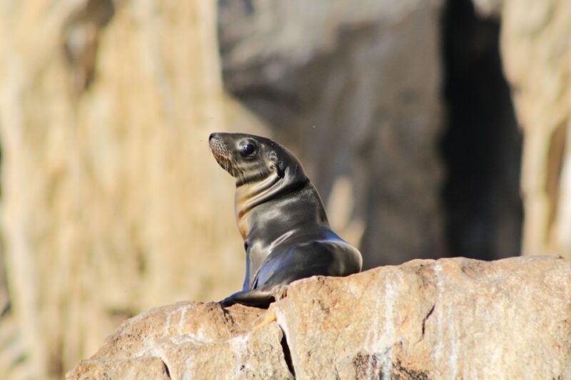 Los Cabos: Whale Watching (Transport and Pictures Included) - Inclusions and Exclusions