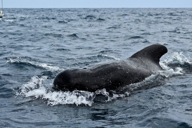 Los Cabos: Whale Watching (Transport and Pictures Included) - Customer Reviews