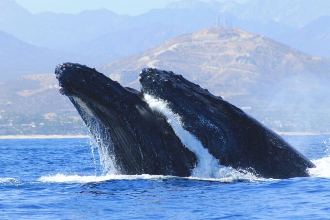 Los Cabos: Whale Watching (Transport and Pictures Included) - Pickup Locations