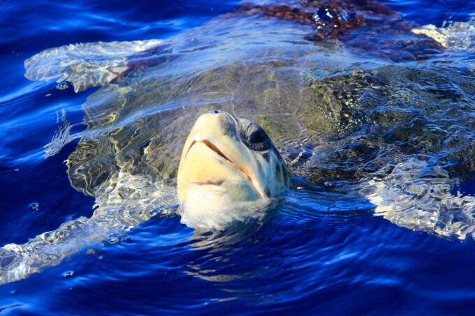 Los Cabos: Whale Watching (Transport and Pictures Included) - Whale Watching Experience