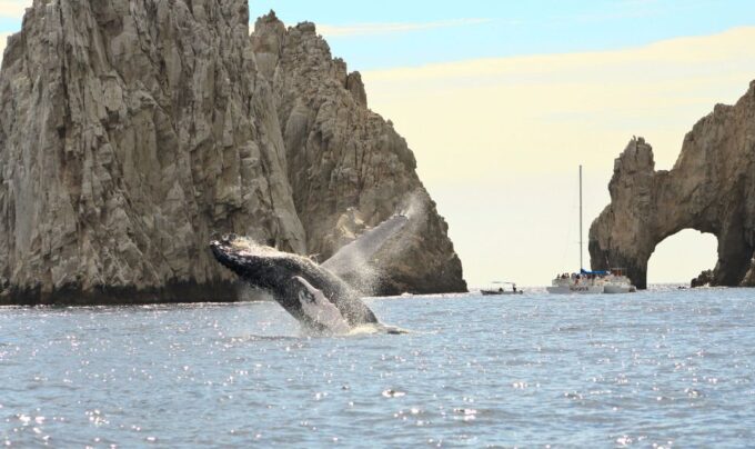 Los Cabos: Whale Watching (Transport and Pictures Included) - Frequently Asked Questions