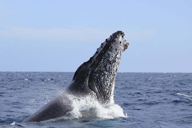 Los Cabos Whale Watching (Transportation and Pictures Included) - Customer Feedback