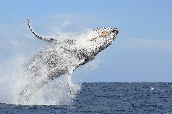 Los Cabos Whale Watching (Transportation and Pictures Included) - Pickup and Meeting Details