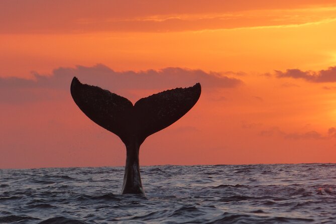 Los Cabos Whale Watching (Transportation and Pictures Included) - About the Guides