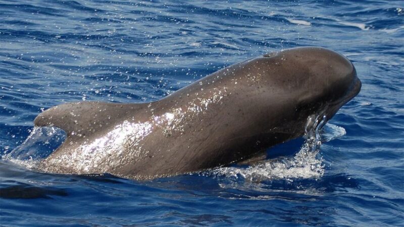 Los Cristianos: Eco-Yacht Whale Watching Cruise With Swim - Itinerary and Highlights