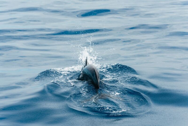 Los Cristianos: Eco-Yacht Whale Watching Cruise With Swim - Health and Safety Considerations