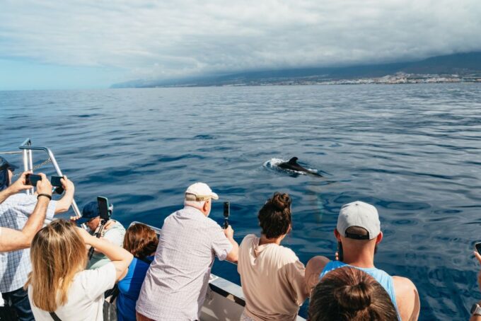 Los Cristianos: Eco-Yacht Whale Watching Cruise With Swim - Booking and Cancellation Policy