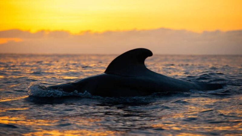 Los Cristianos: Eco Yacht Whale Watching Tour at Sunset - Pricing and Booking