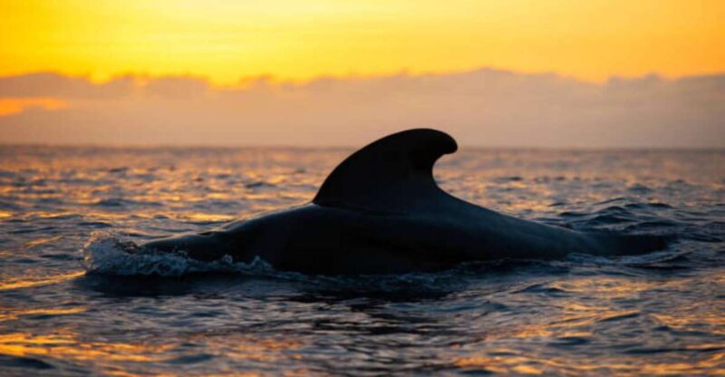 Los Cristianos: Eco Yacht Whale Watching Tour at Sunset - Inclusions and Amenities