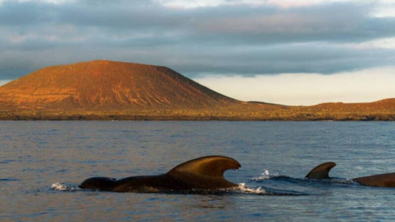 Los Cristianos: Eco Yacht Whale Watching Tour at Sunset - Customer Feedback