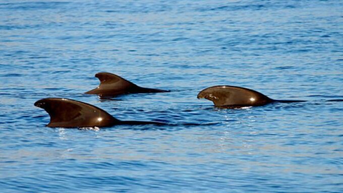 Los Cristianos: Eco Yacht Whale Watching Tour at Sunset - Whale Watching Experience