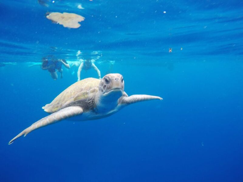 Los Cristianos: Kayak and Snorkel With Turtles and Photos - Key Points