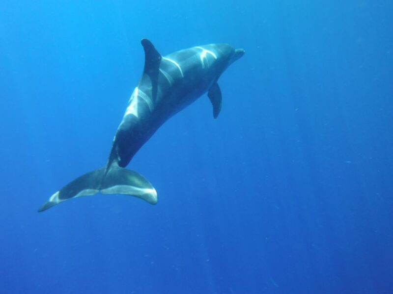 Los Cristianos: Kayak and Snorkel With Turtles and Photos - Tour Highlights