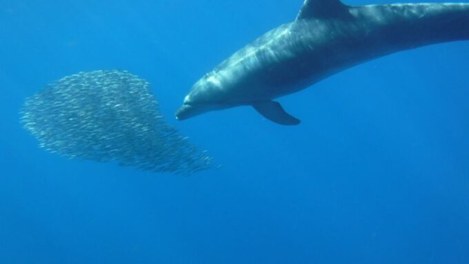 Los Cristianos: Kayak and Snorkel With Turtles and Photos - Cancellation Policy