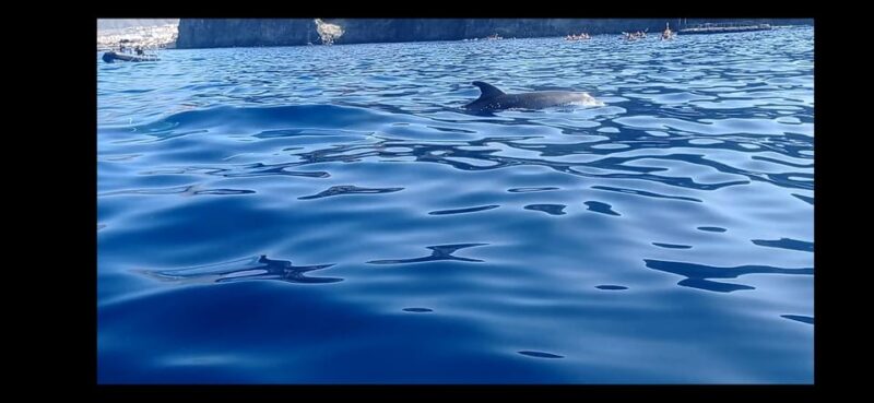 Los Cristianos: Kayak & Snorkel Tour With Turtles and Photos Included - Itinerary Highlights