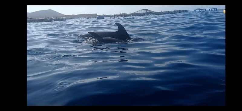 Los Cristianos: Kayak & Snorkel Tour With Turtles and Photos Included - Equipment and Safety