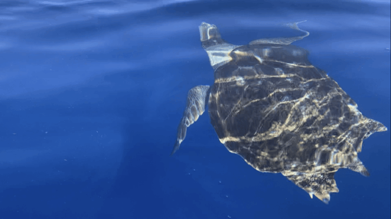 Los Cristianos: Kayak & Snorkel Tour With Turtles and Photos Included - Participant Restrictions