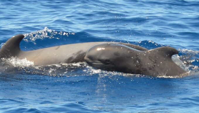 Los Cristianos: No-Chase Whale and Dolphin Cruise - Breathtaking Marine Encounters