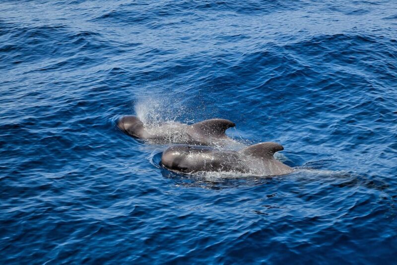 Los Cristianos: Observation With Respect for Whales & Dolphins - Itinerary and Experience