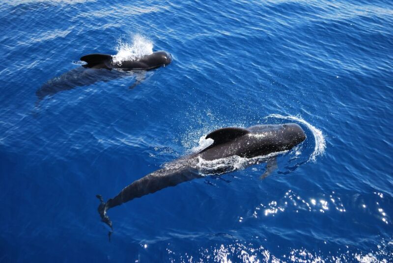 Los Cristianos: Observation With Respect for Whales & Dolphins - Onboard Amenities