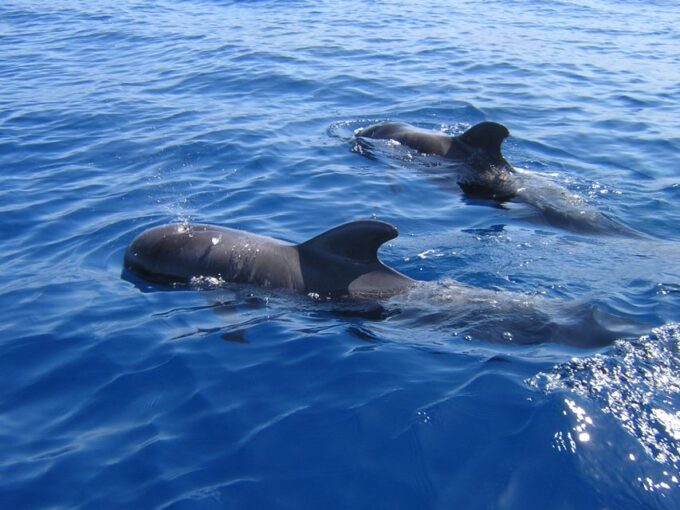 Los Cristianos: Observation With Respect for Whales & Dolphins - FAQ