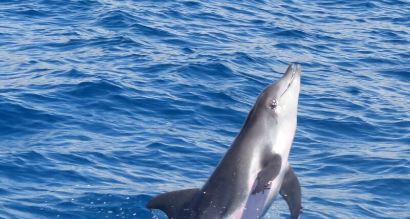 Los Cristianos: Respectful No-Chase Whale and Dolphin Cruise - Key Points