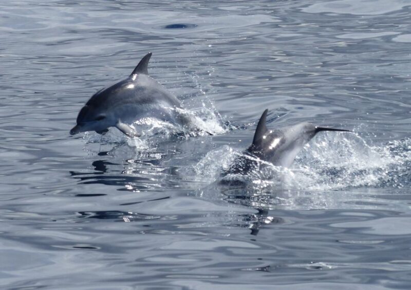 Los Cristianos: Respectful No-Chase Whale and Dolphin Cruise - Commitment to Ethical Whale Watching