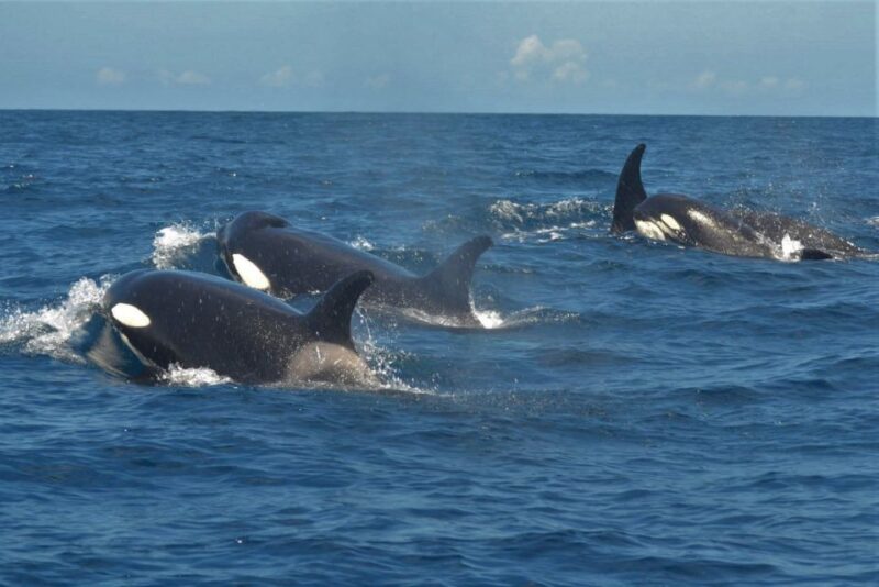 Los Cristianos: Respectful No-Chase Whale and Dolphin Cruise - Expertise and Sustainability Efforts