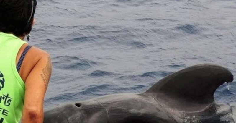 Los Cristianos: Respectful No-Chase Whale and Dolphin Cruise - Highly Qualified Captains and Crew