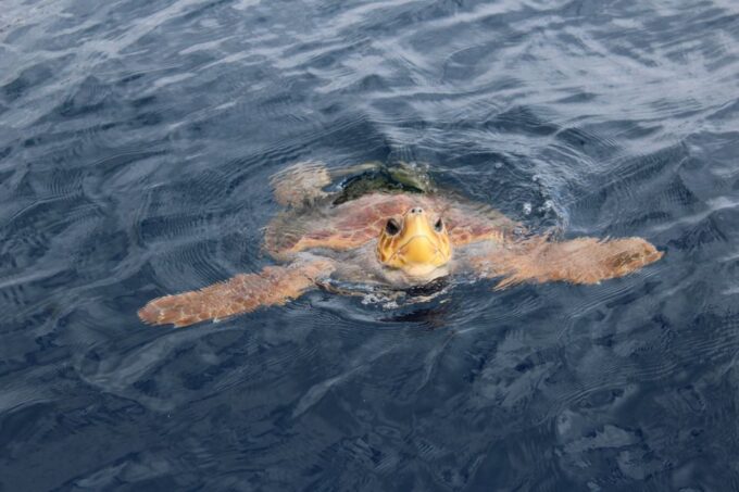 Los Cristianos: Respectful No-Chase Whale and Dolphin Cruise - Boat Features and Amenities