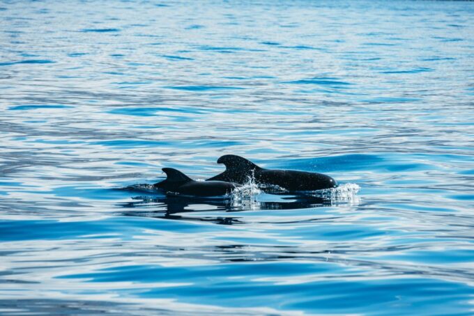 Los Cristianos: Respectful No-Chase Whale and Dolphin Cruise - Customer Reviews and Ratings