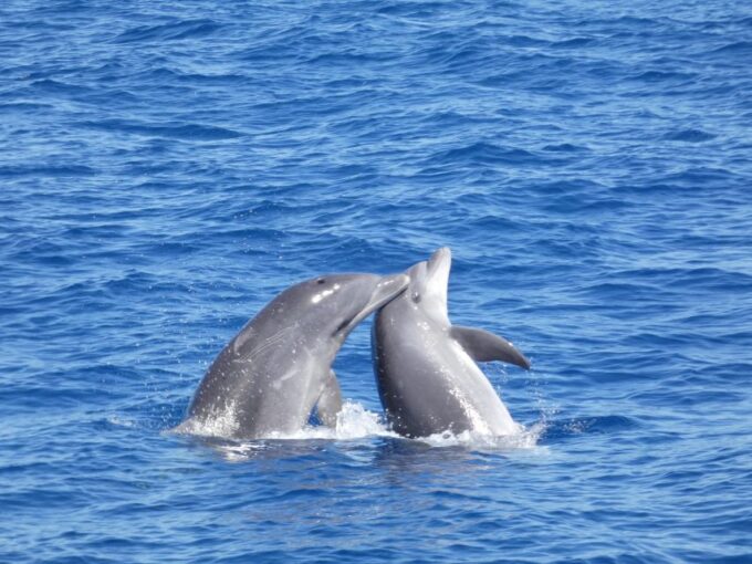 Los Cristianos: Respectful No-Chase Whale and Dolphin Cruise - Important Considerations for Guests