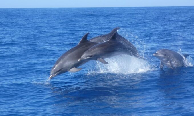 Los Cristianos: Respectful No-Chase Whale and Dolphin Cruise - FAQ