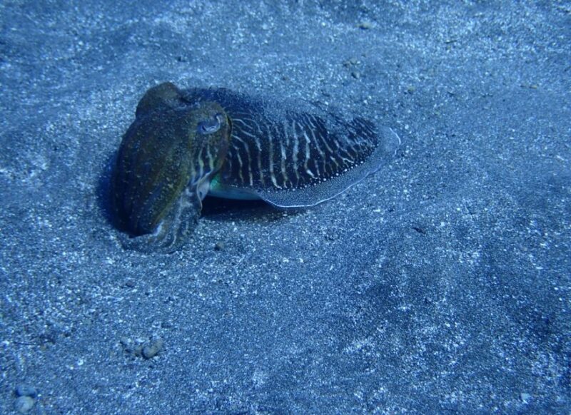 Los Cristianos: Try Dive for Beginners - Diving Equipment Provided