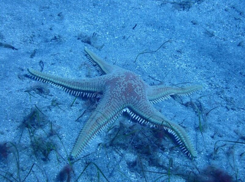 Los Cristianos: Try Dive for Beginners - Professional Diving Instructor