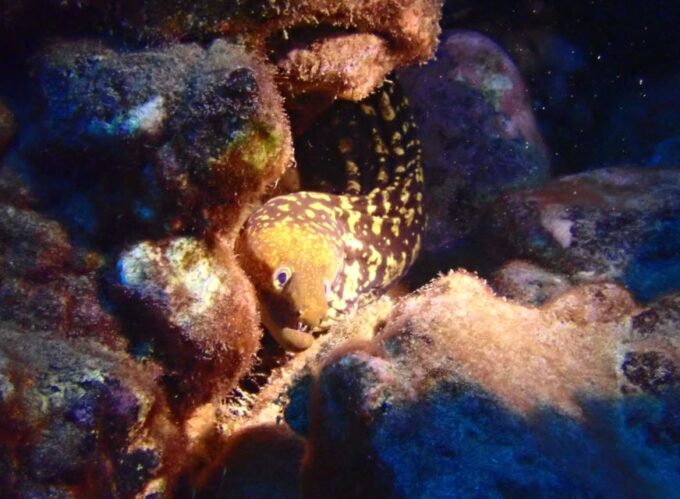 Los Cristianos: Try Dive for Beginners - Restrictions and Requirements