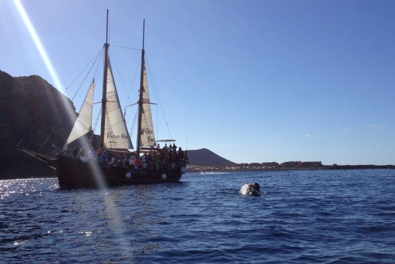 Los Cristianos: Whale-Watching Sailboat Tour 3 Hrs and Food. - Included Activities