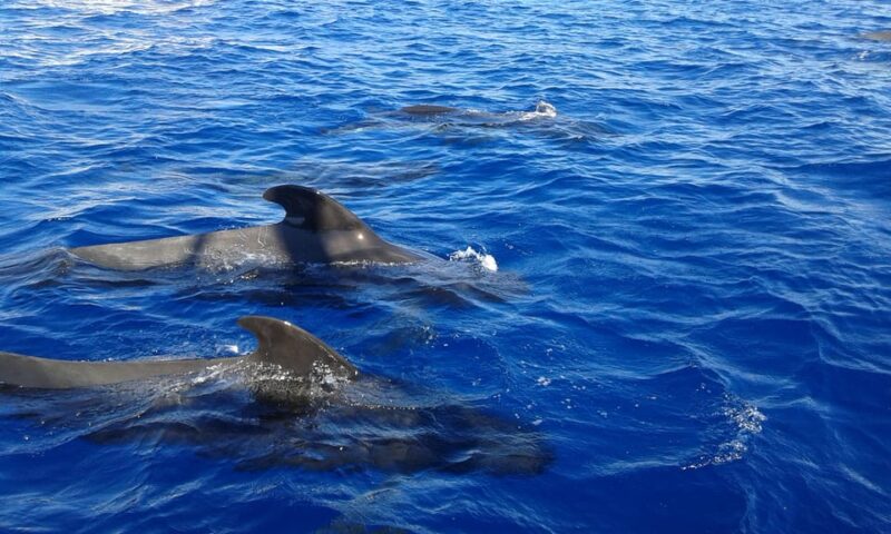 Los Cristianos: Whale-Watching Sailboat Tour 3 Hrs and Food. - Meal and Refreshments