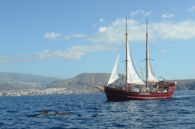 Los Cristianos: Whale-Watching Sailboat Tour 3 Hrs and Food. - What to Bring and Not Bring