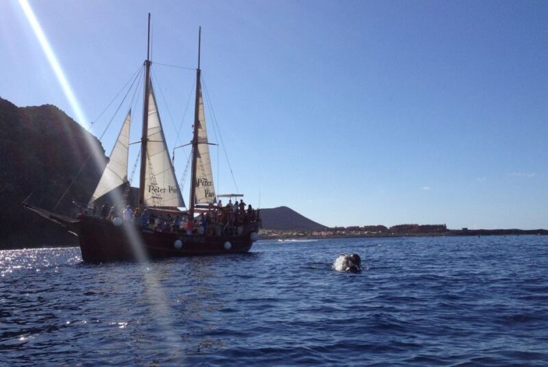 Los Cristianos: Whale-Watching Sailboat Tour and Soft Drinks - Important Information and Recommendations
